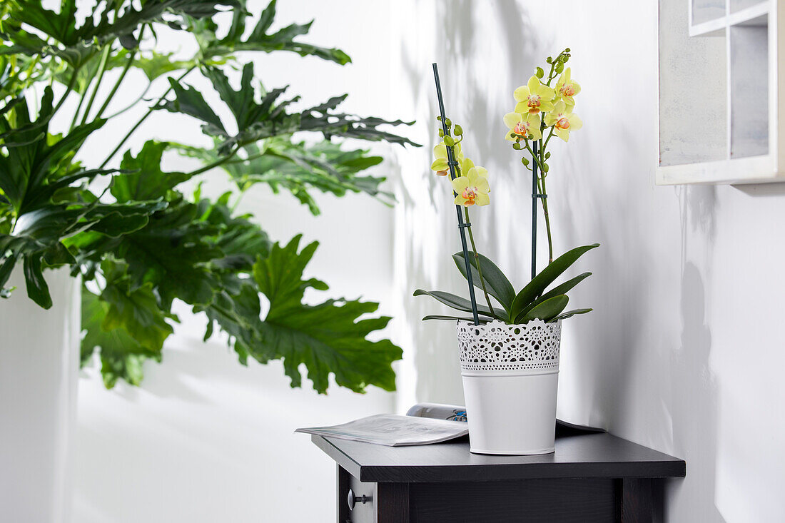 Phalaenopsis 'Mandarin Mix'