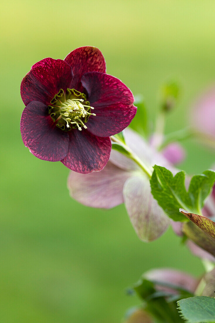 Helleborus orientalis