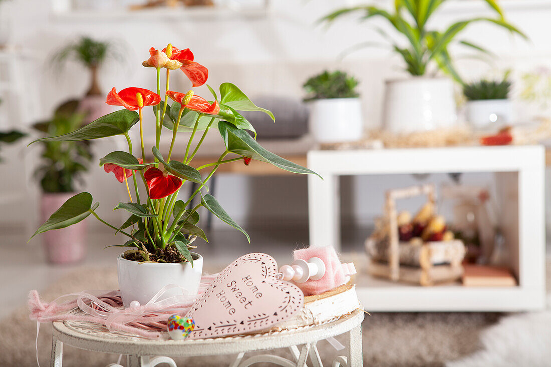 Anthurium x andreanum, red