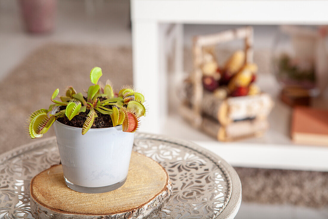 Dionaea muscipula