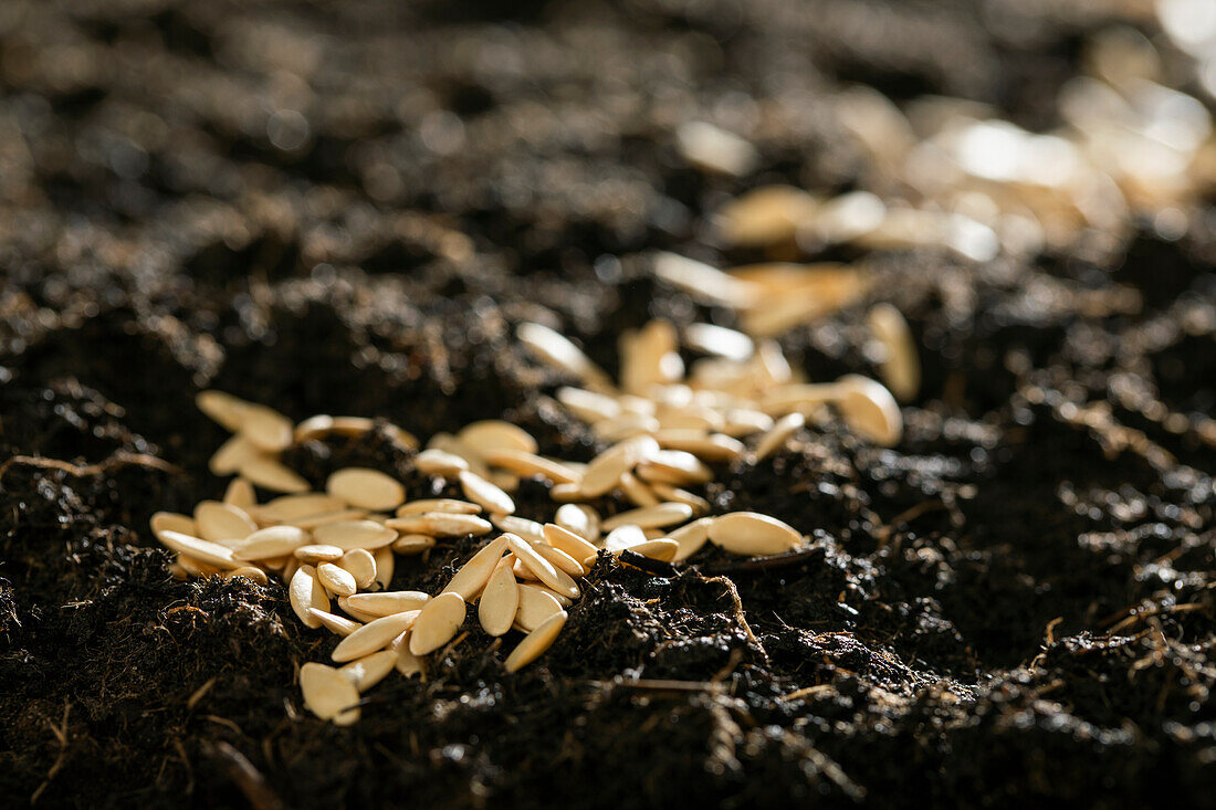 Samen auf Erde