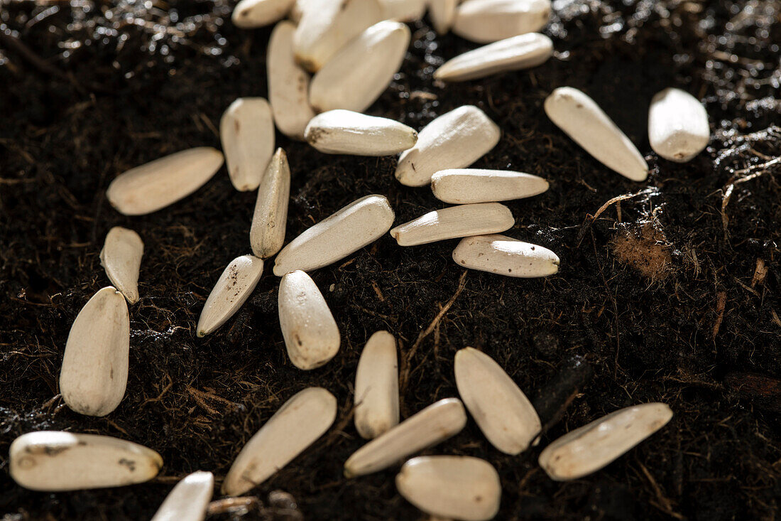 Seeds on soil