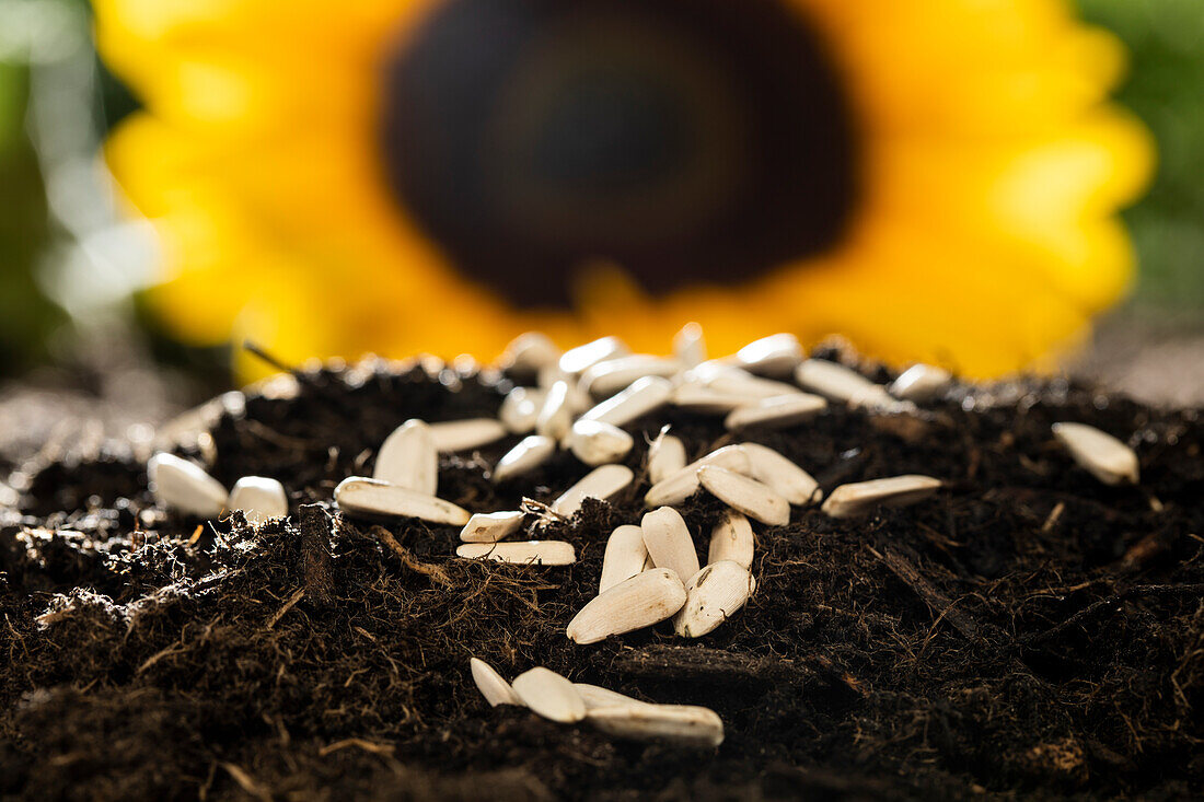 Sonnenblumensamen auf Erde