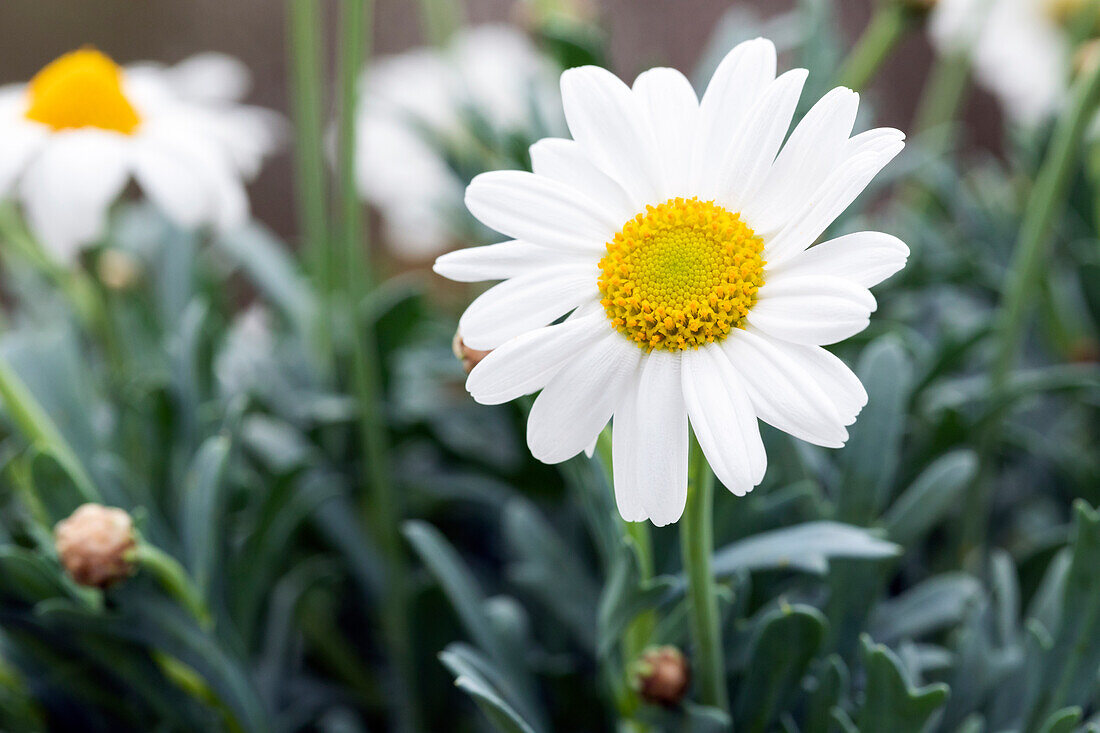 Argyranthemum frutescens