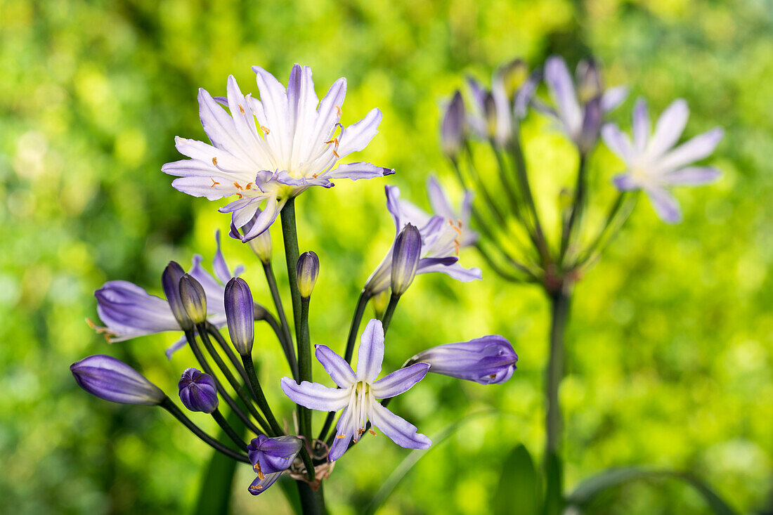 Agapanthus africanus