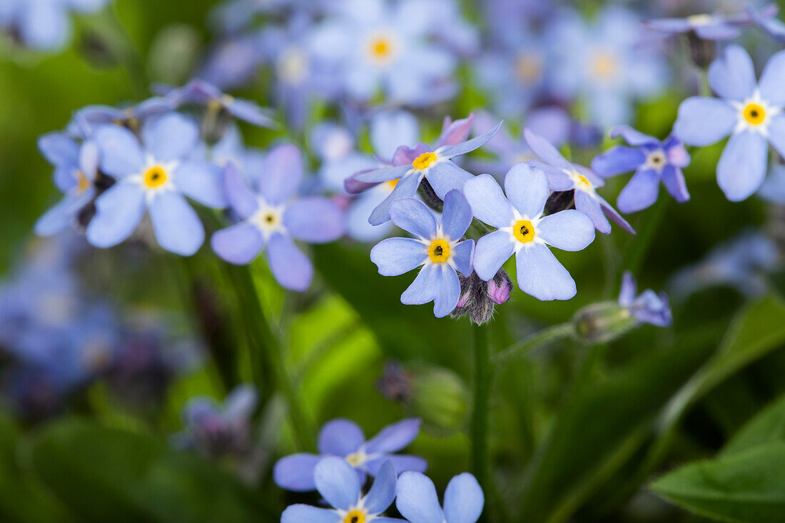 Myosotis sylvatica, blau