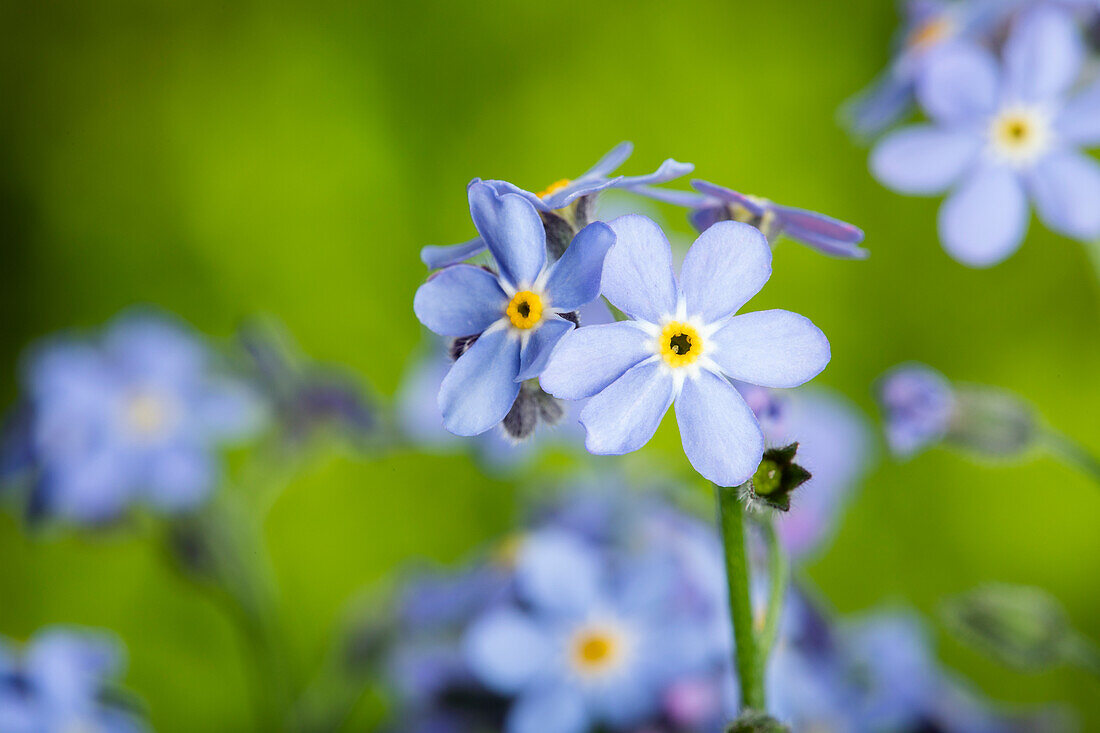 Myosotis sylvatica, blau