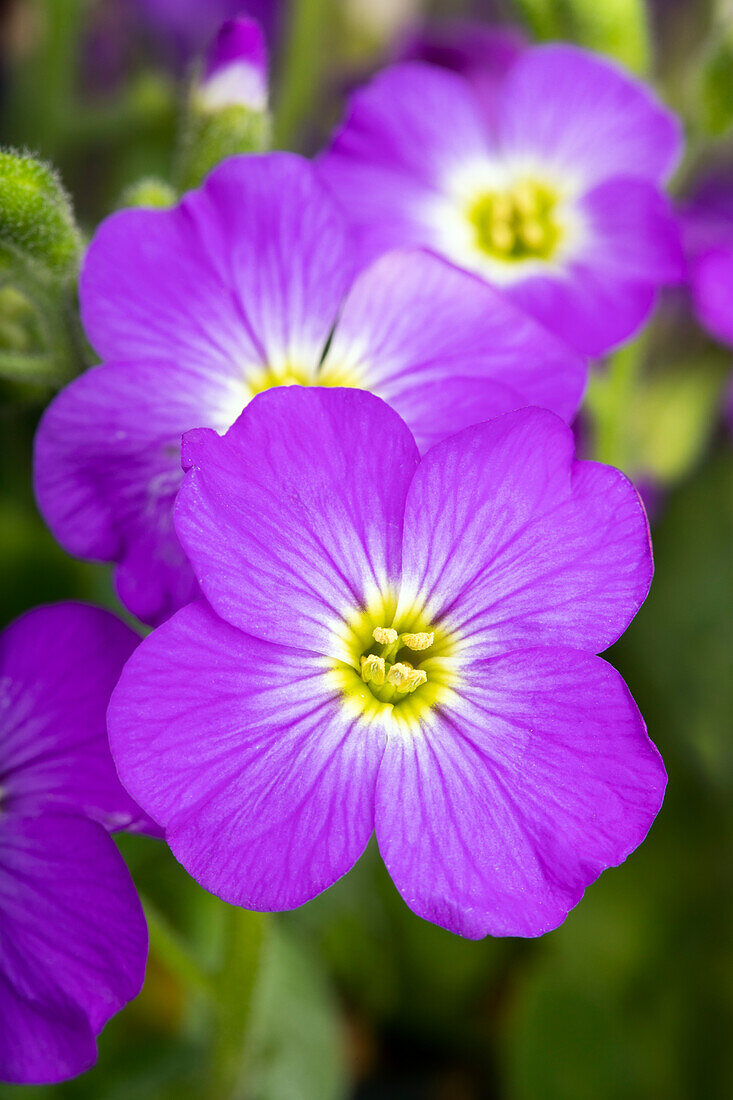 Aubrieta x cultorum, violet