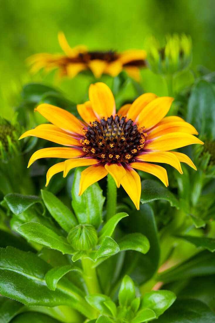 Gazania rigens