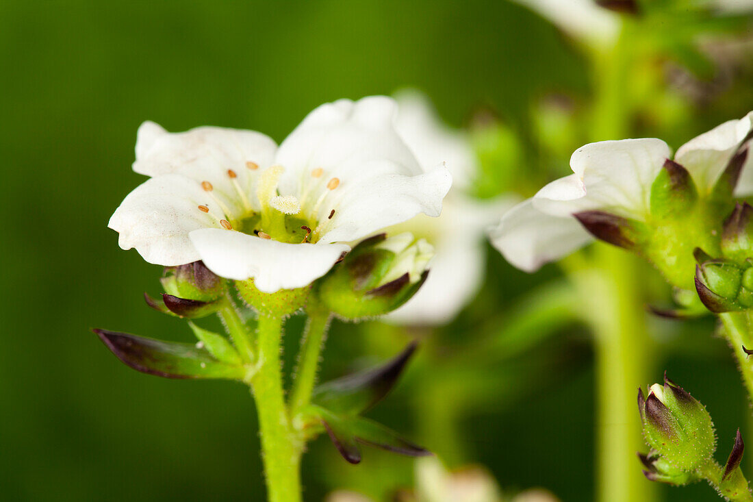 Saxifraga x arendsii, white