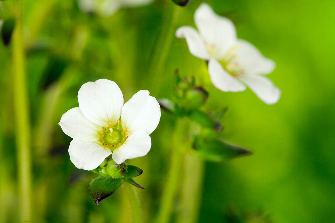 Saxifraga x arendsii, weiß