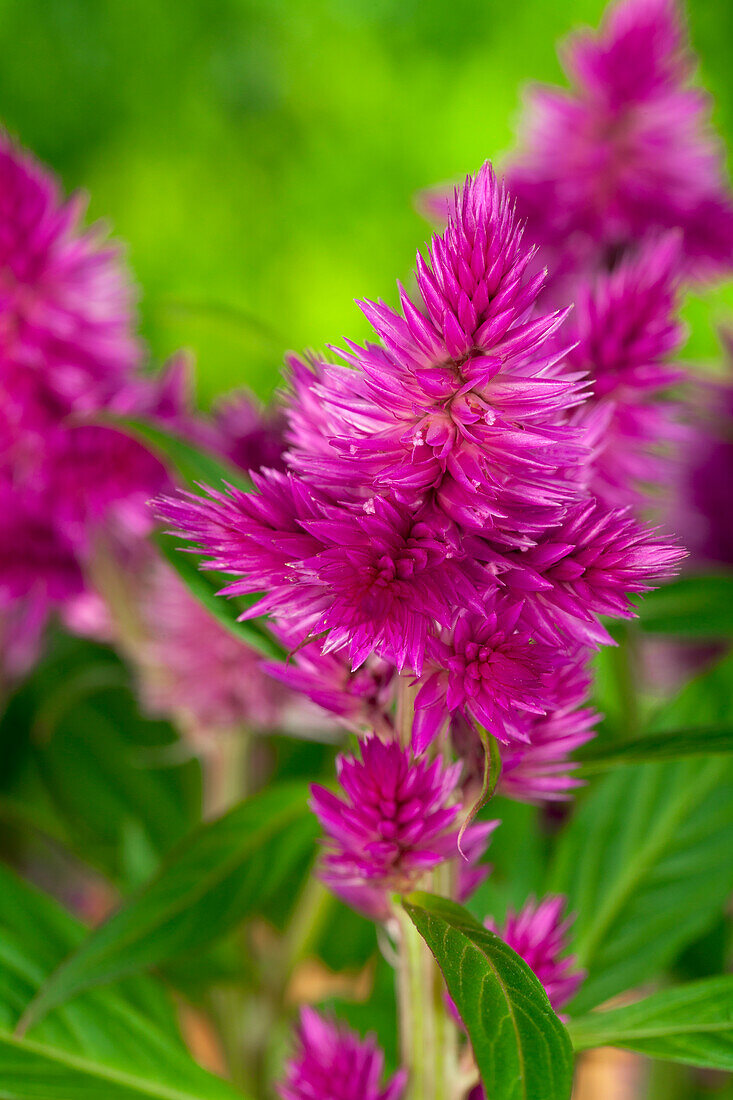 Celosia argentea