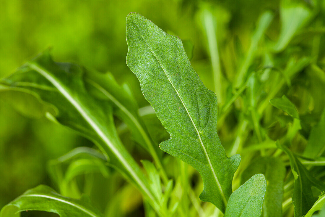 Eruca sativa