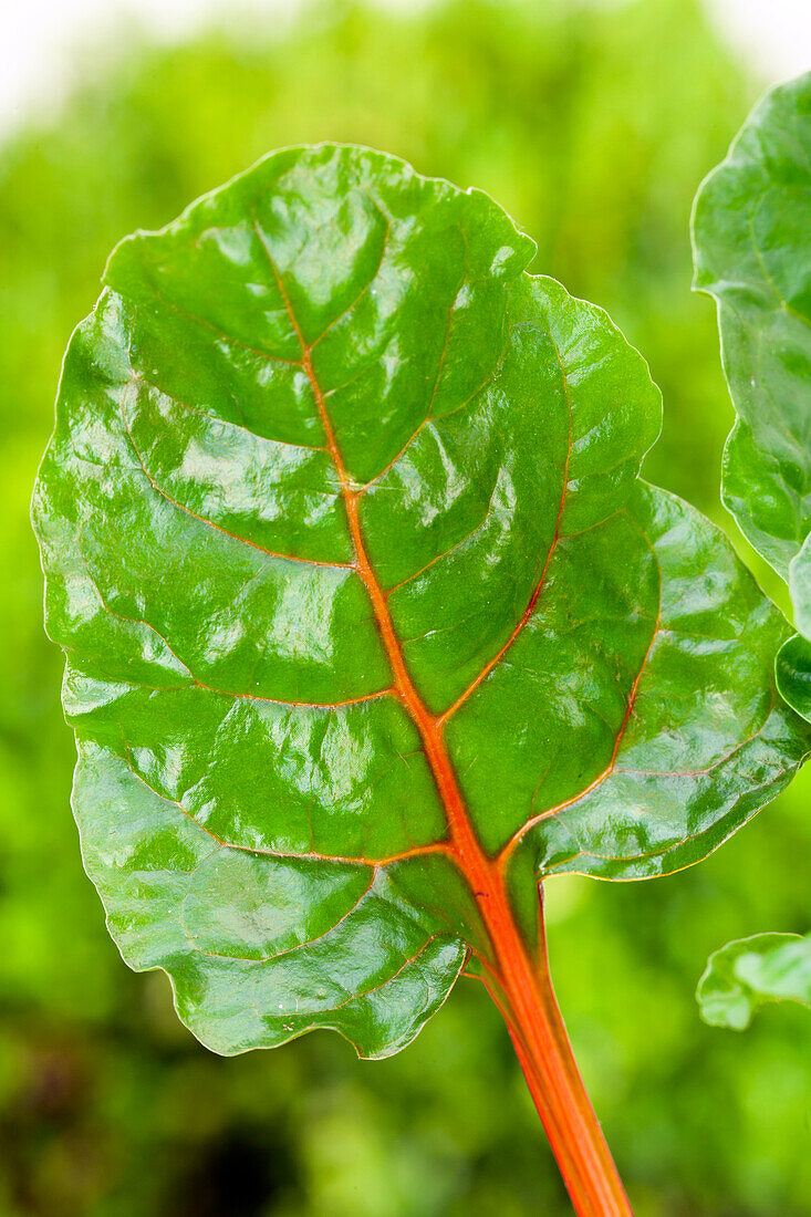 Beta vulgaris var. cicla