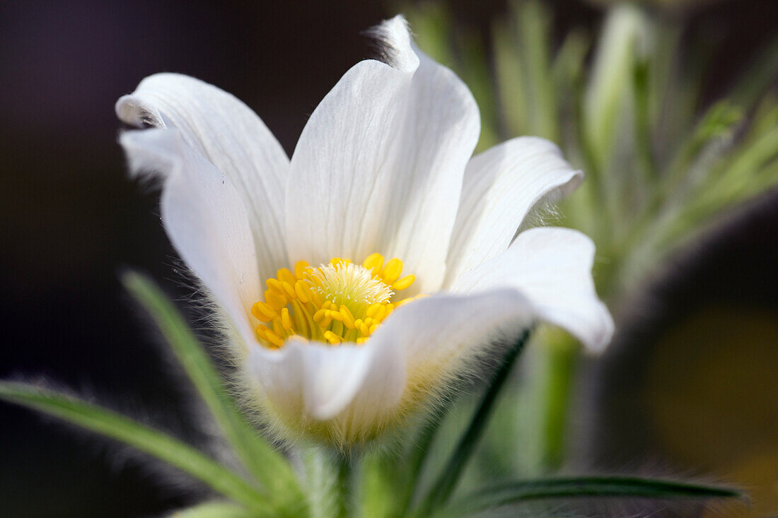 Pulsatilla vulgaris, white