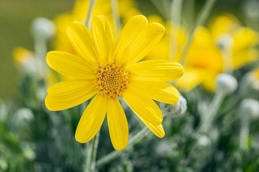 Euryops chrysanthemoides 'Sonnenschein'