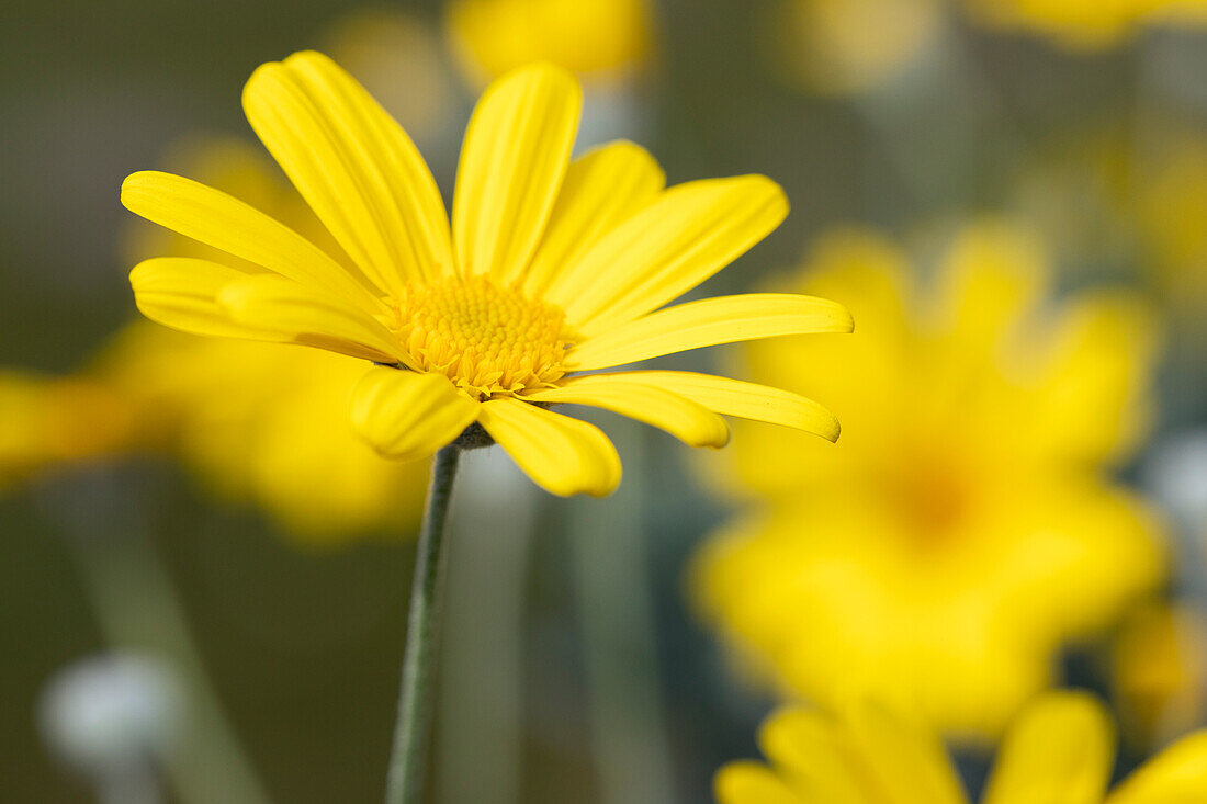 Euryops chrysanthemoides 'Sonnenschein'