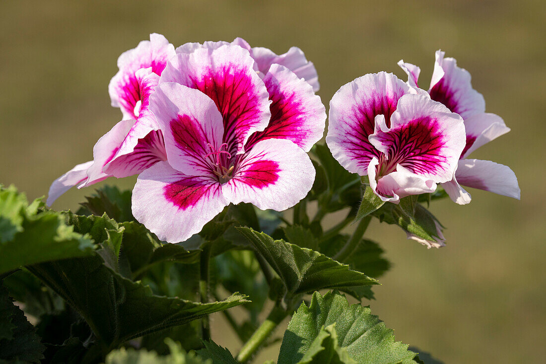 Pelargonium grandiflorum 'Regalia Lilac' Stamm