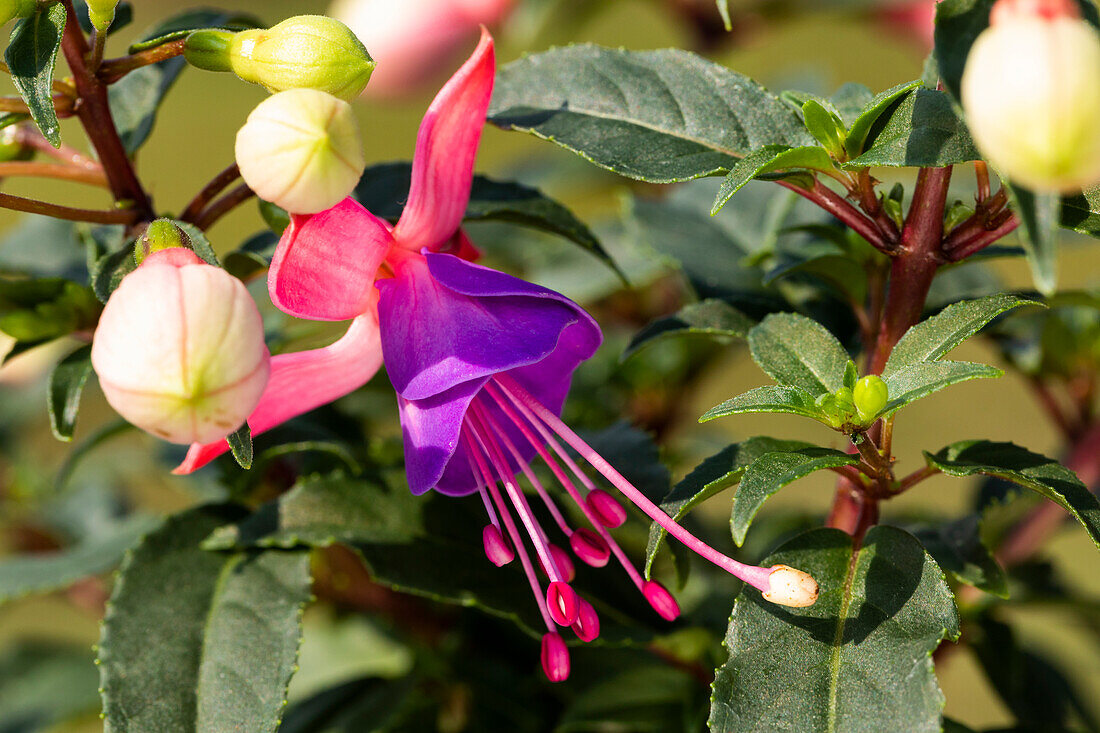 Fuchsia