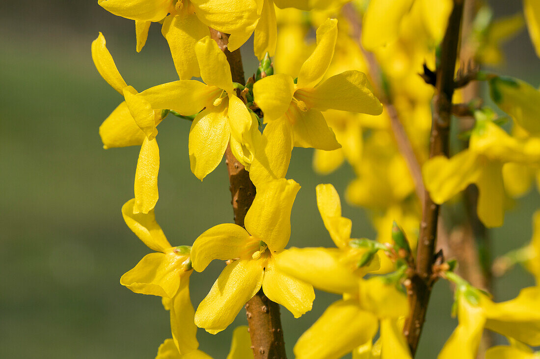 Forsythia intermedia 'Lynwood'