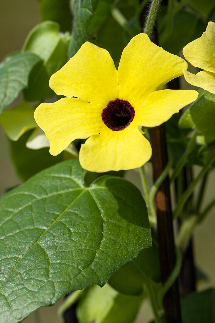 Thunbergia alata