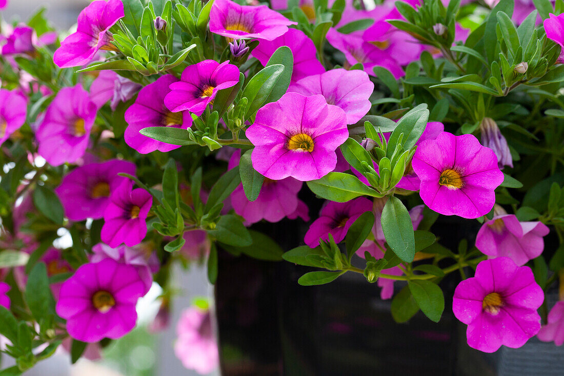 Calibrachoa MiniFamous Neo Pink