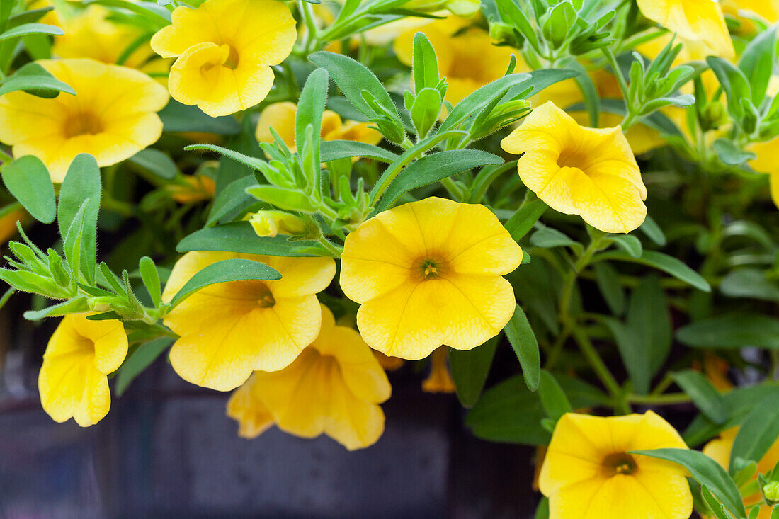 Calibrachoa 'MiniFamous™ Neo True Yellow'