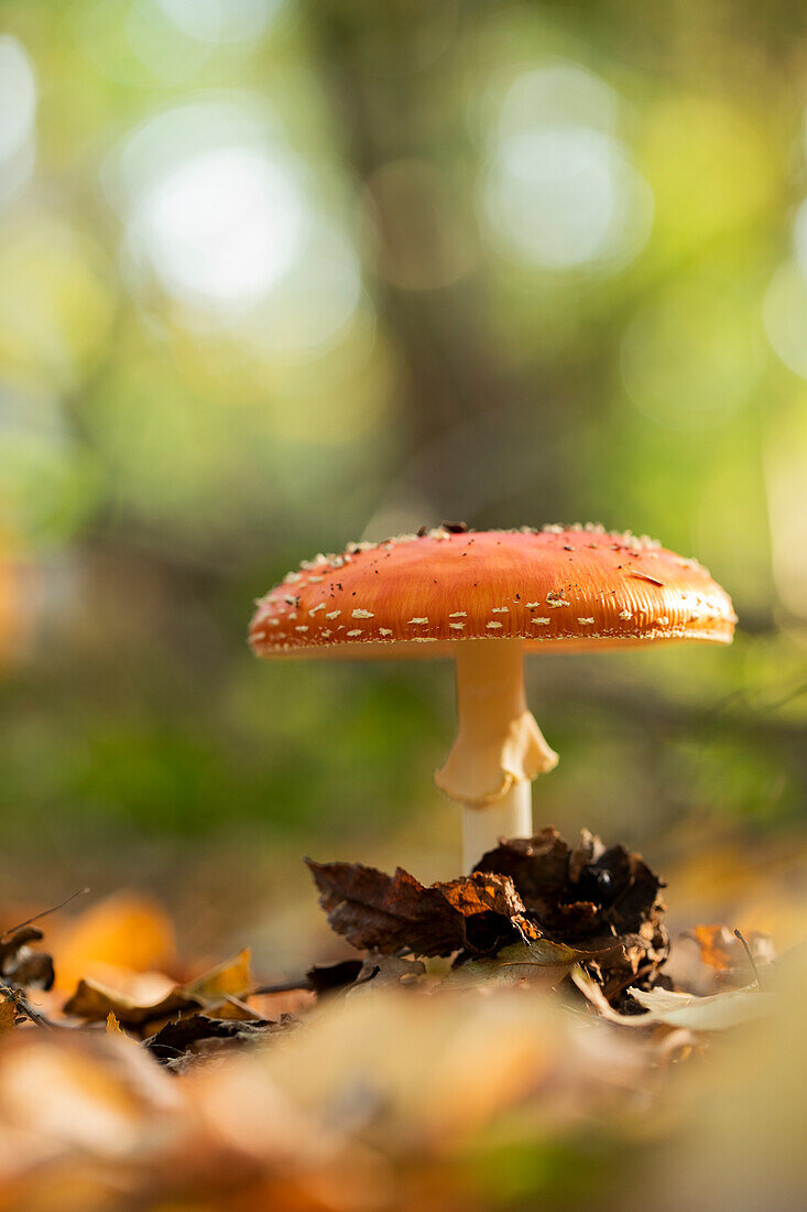 Toadstool