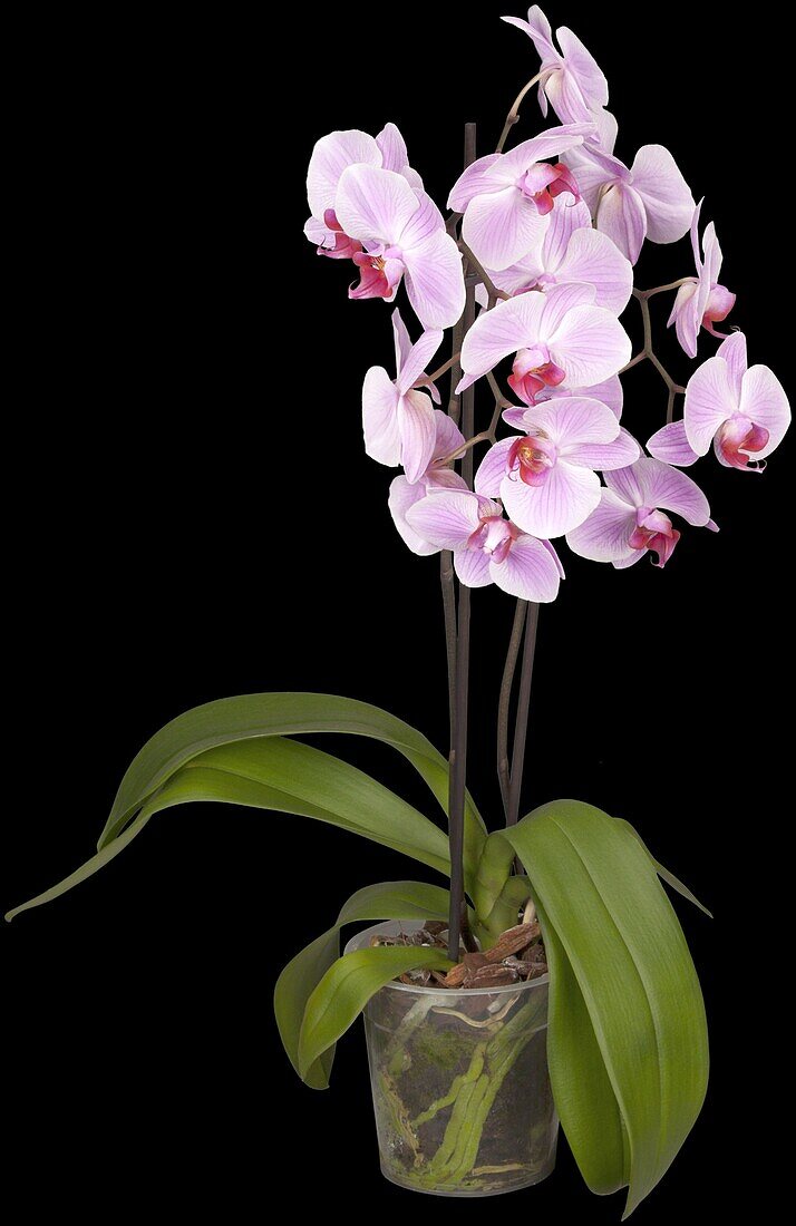 Phalaenopsis, pink