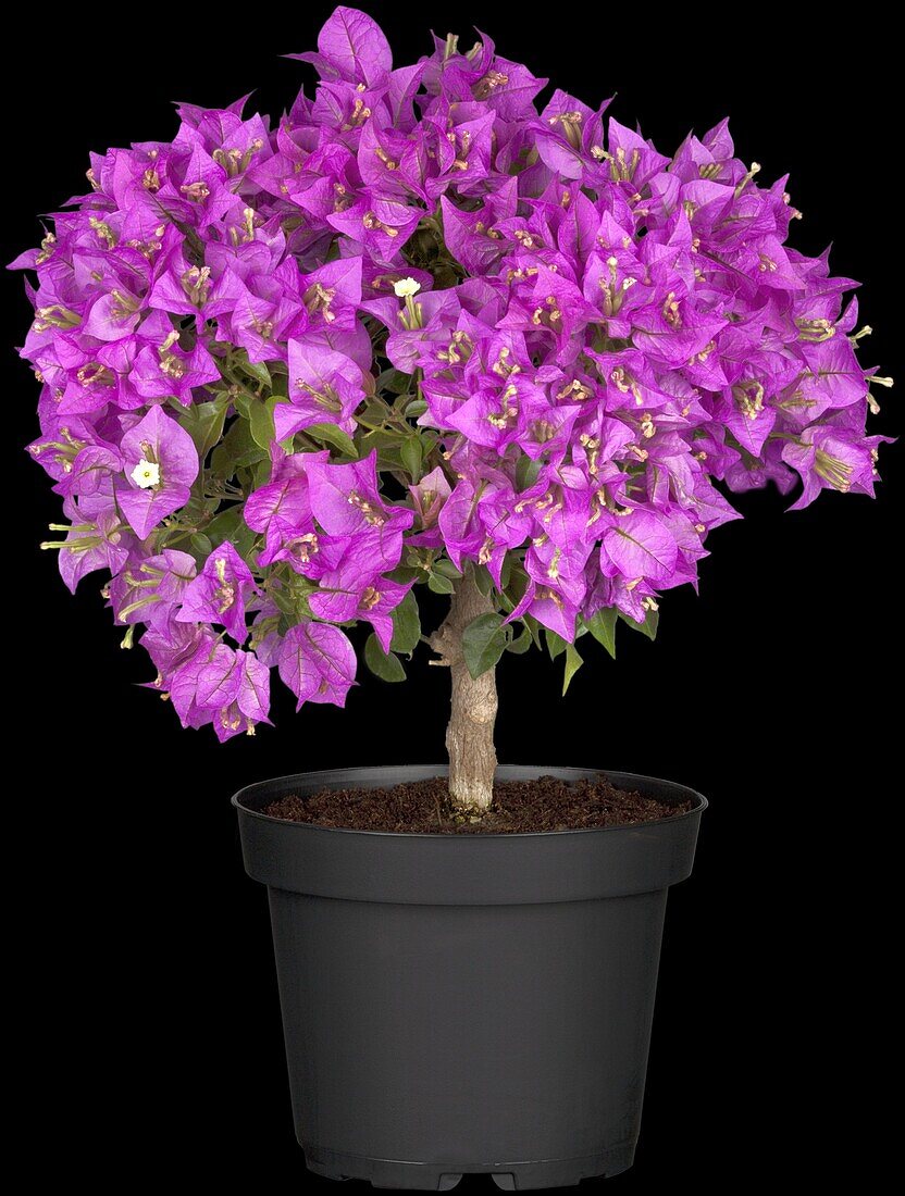 Bougainvillea, stem