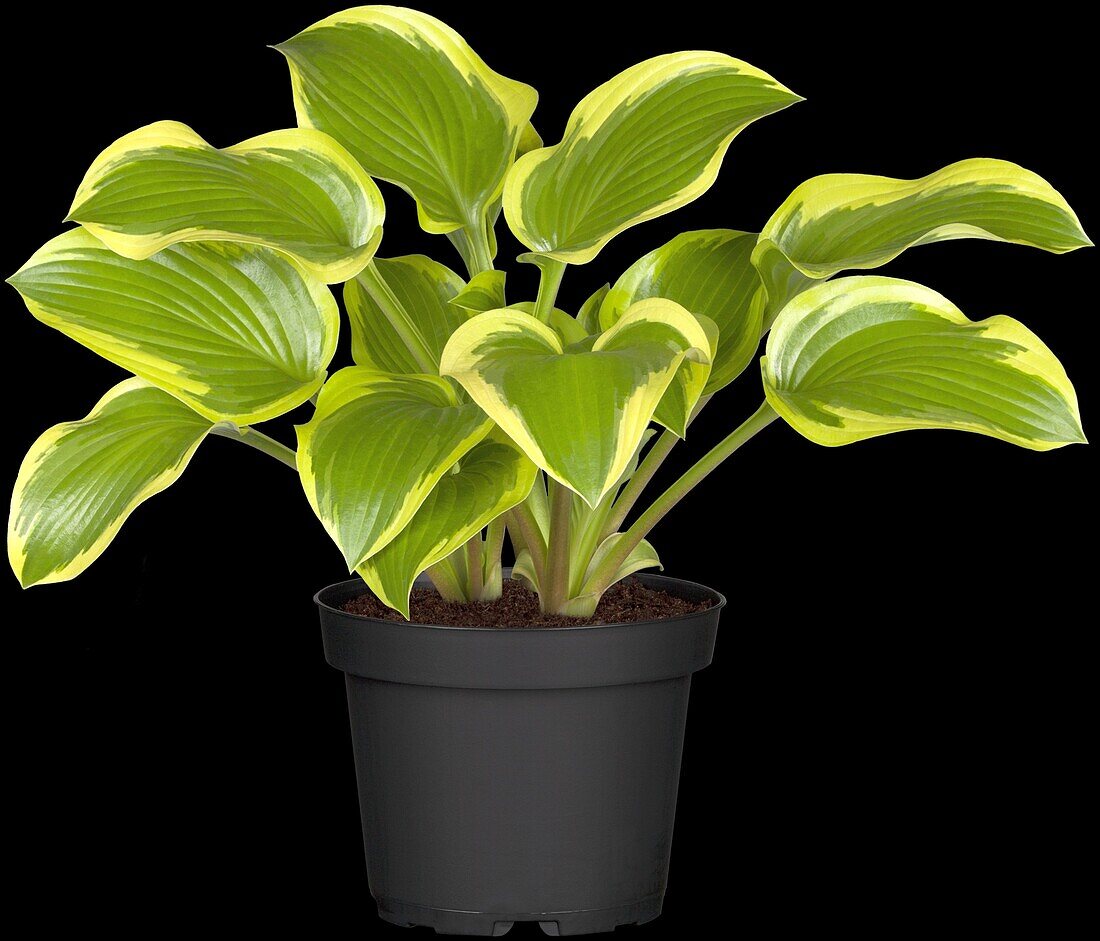 Hosta, yellow variegated