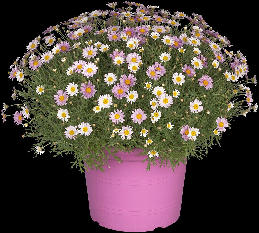 Argyranthemum frutescens, rosa