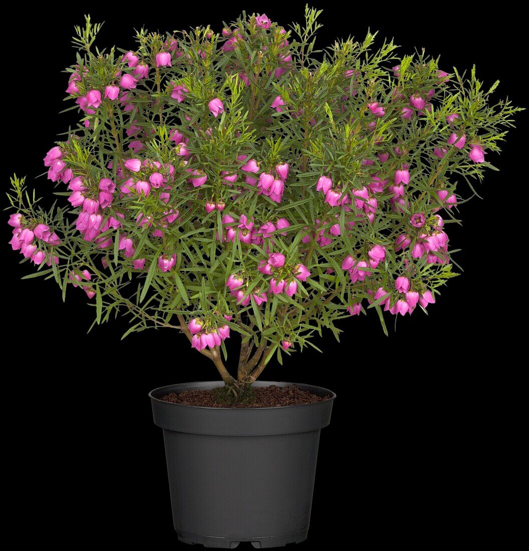 Boronia heterophylla