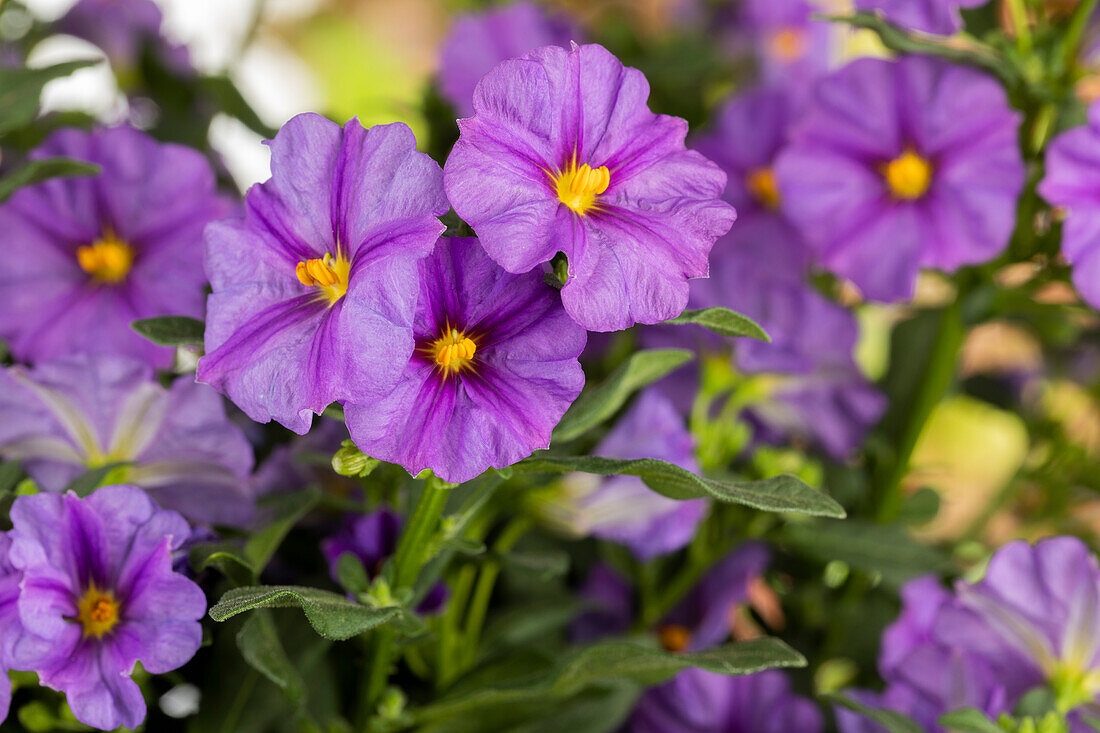 Solanum rantonnetii