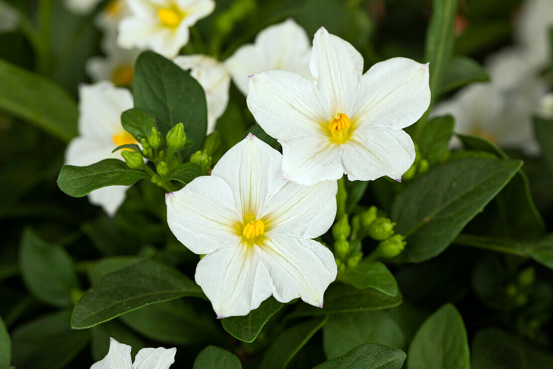 Solanum rantonnetii, weiß