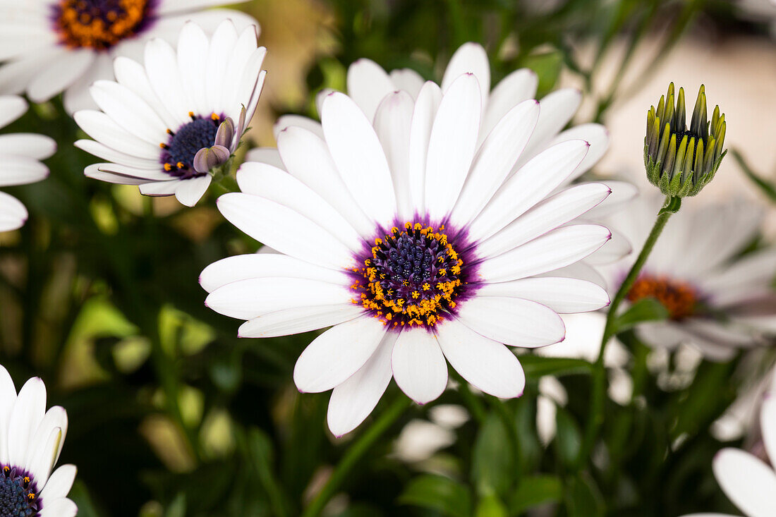 Osteospermum ecklonis, white