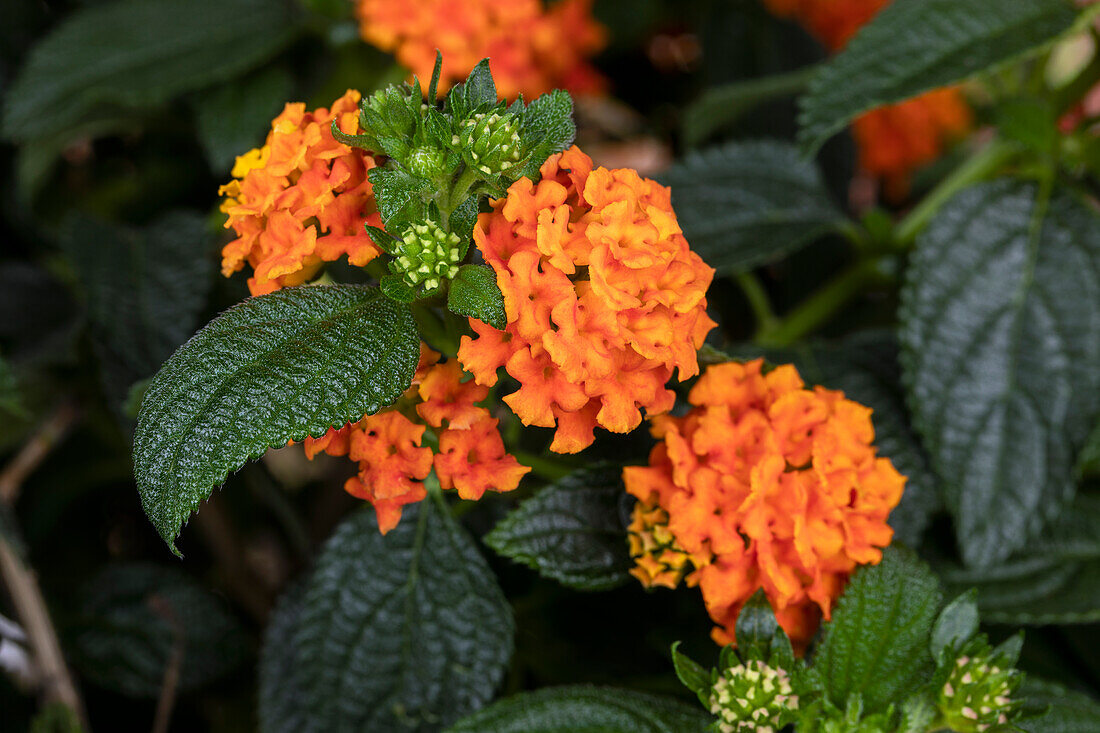 Lantana camara, orange