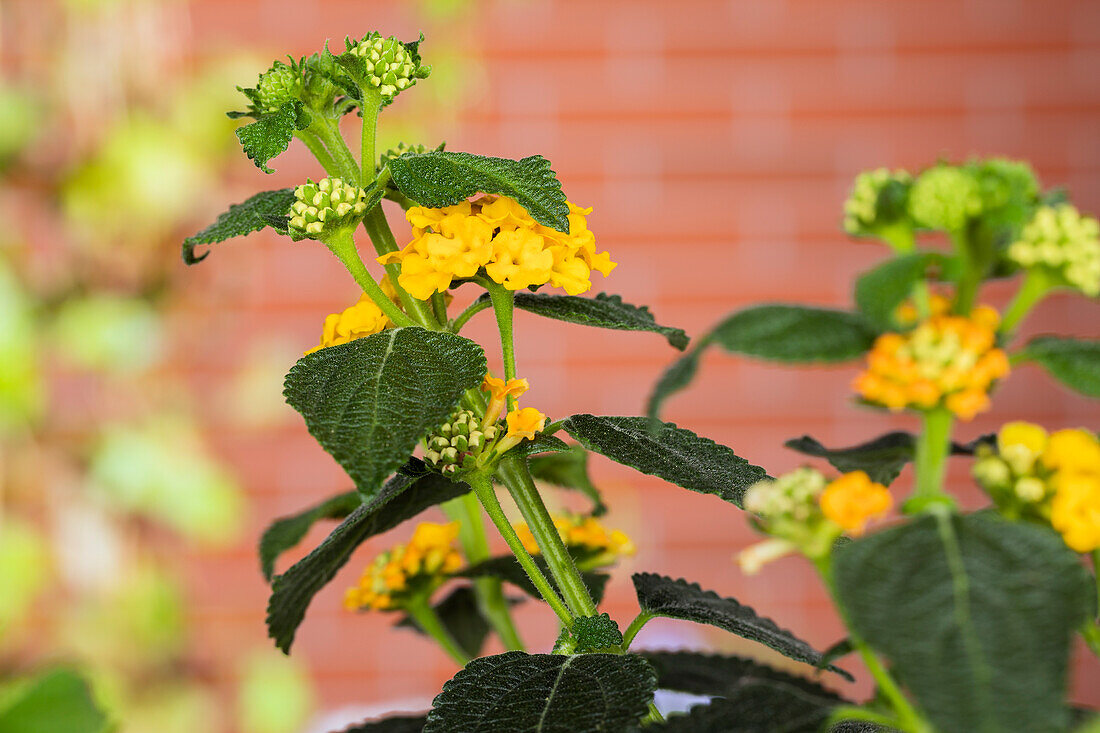 Lantana camara, gelb