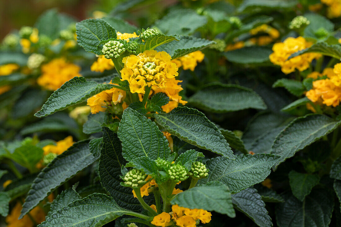 Lantana camara, gelb