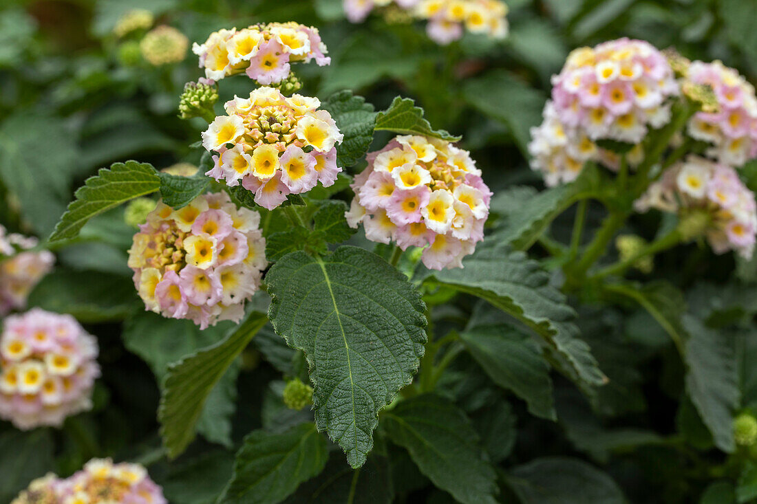 Lantana camara