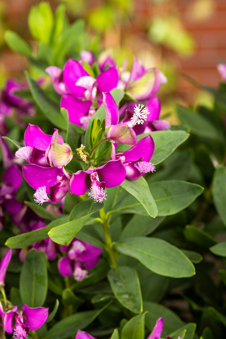 Polygala myrtifolia