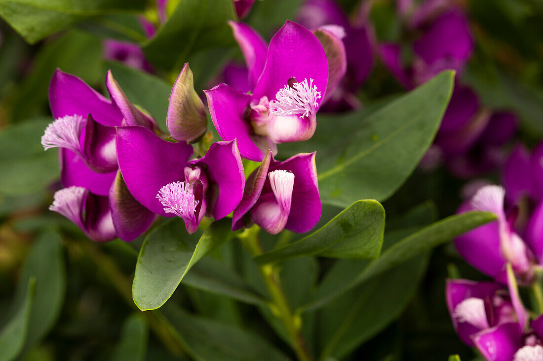 Polygala myrtifolia