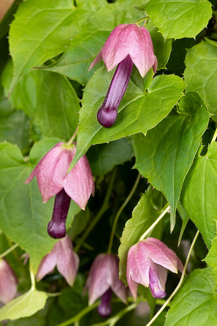 Rhodochiton atrosanguineum