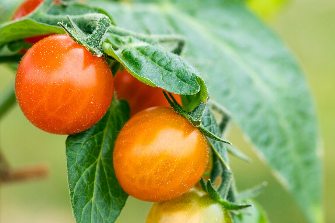 Solanum lycopersicum var. cerasiforme 'Berry'.