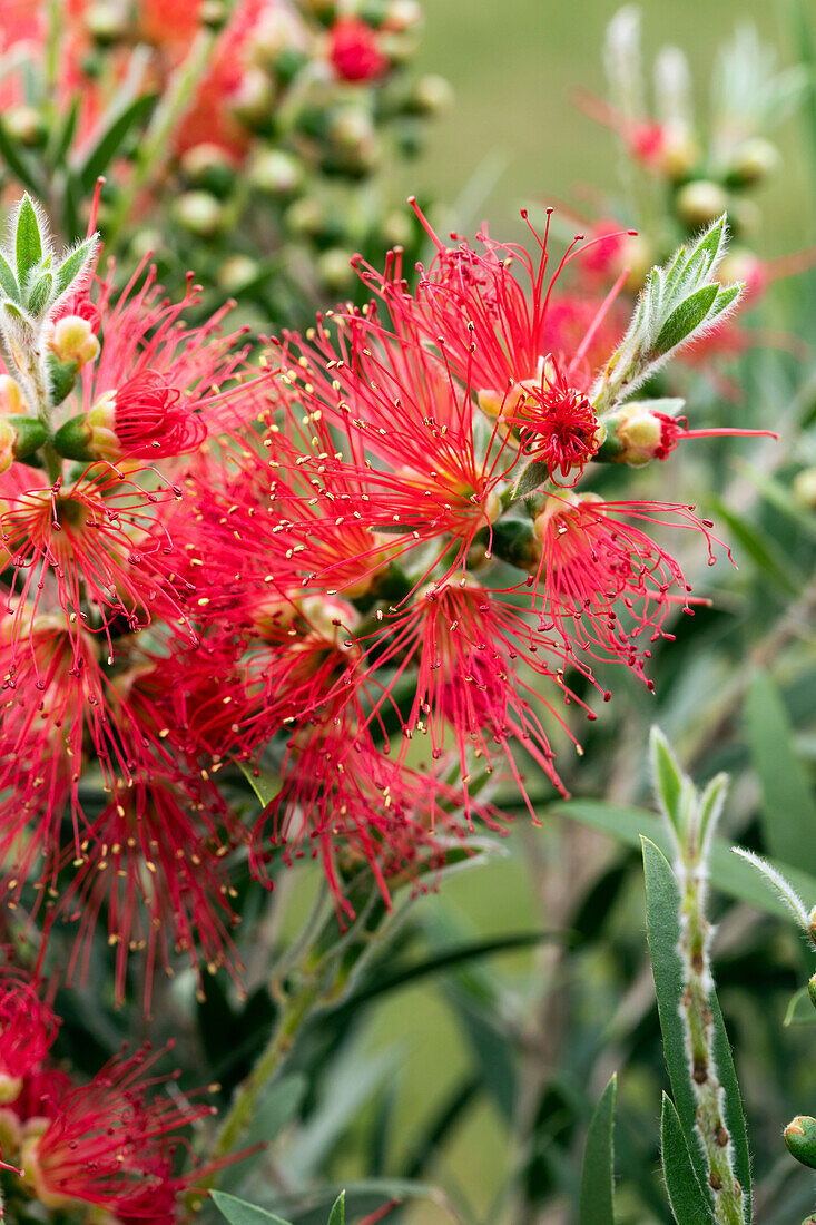 Callistemon 'Masotti'