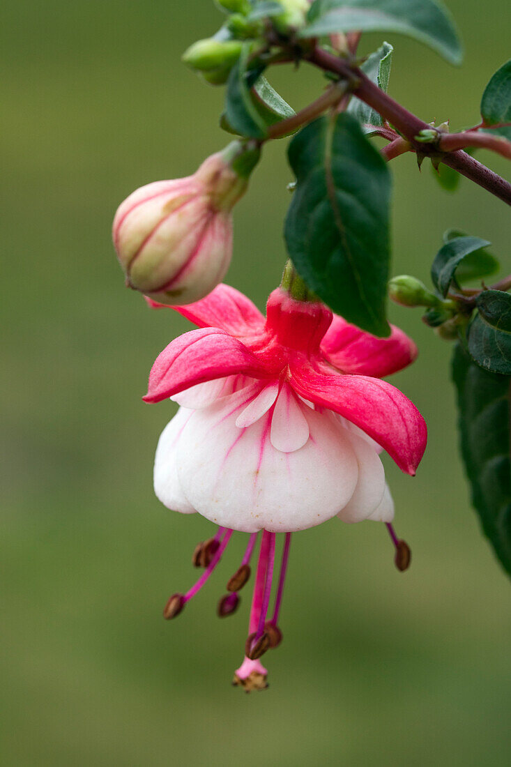 Fuchsia, pink-weiß