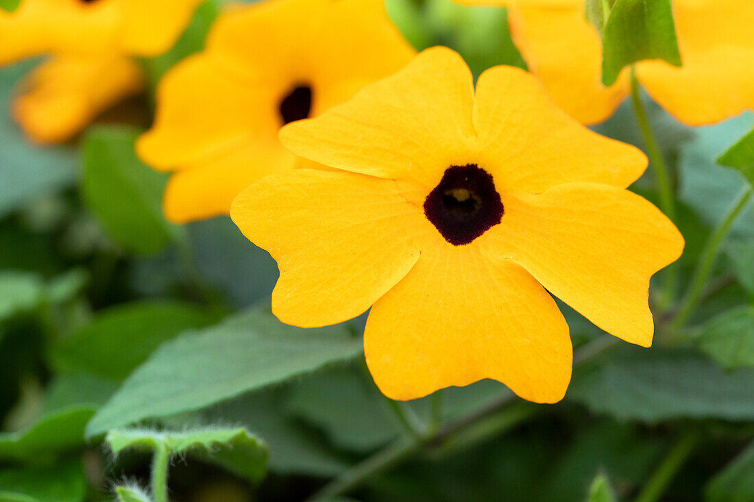 Thunbergia alata, goldgelb