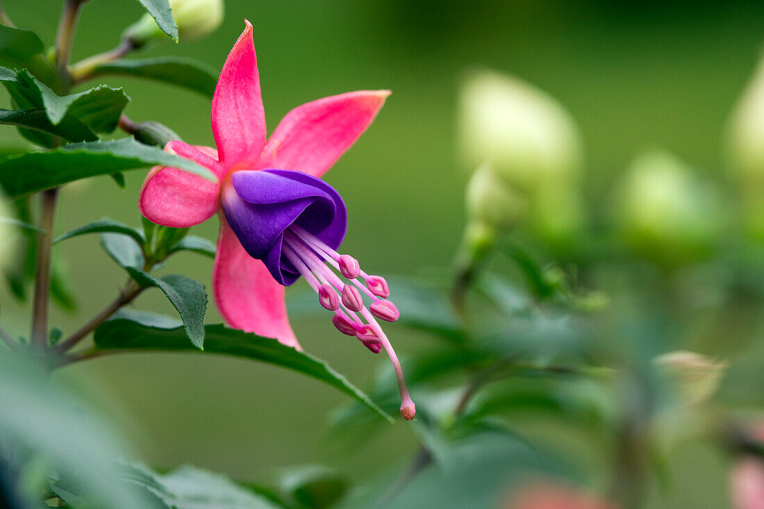 Fuchsia, rosa-lila