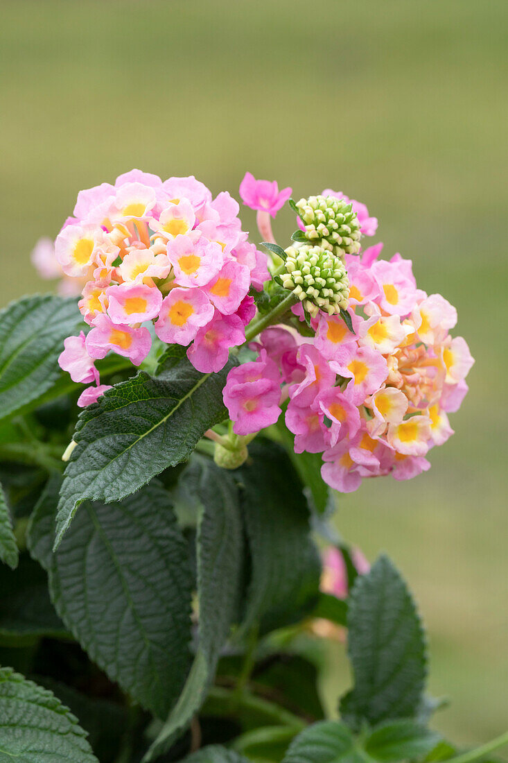 Lantana camara, pink