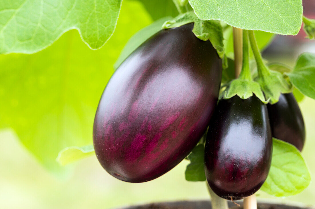 Solanum melongena